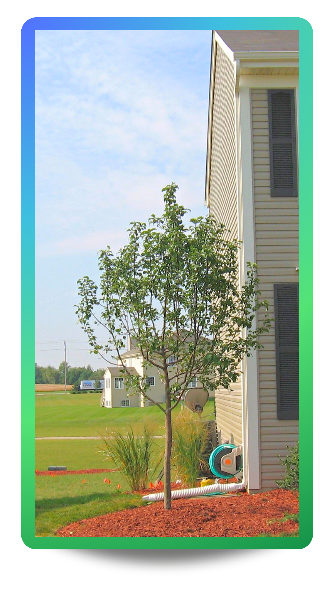 Red Jewel White Flowering Crabapple with green leaves planted in a front yard landscape bed near the house